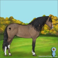 Horse Color:Brown Dun Sabino 