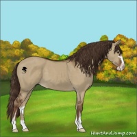 Horse Color:Liver Red Dun Sabino 