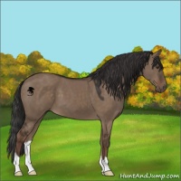 Horse Color:Liver Red Dun 