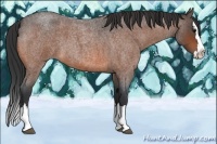 Horse Color:Bay Roan Splash