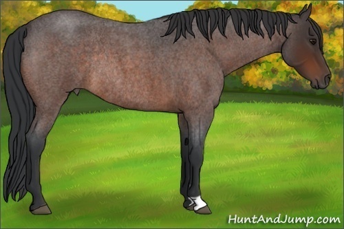 Horse Color:Bay Roan Rabicano 