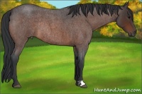Horse Color:Bay Roan Rabicano