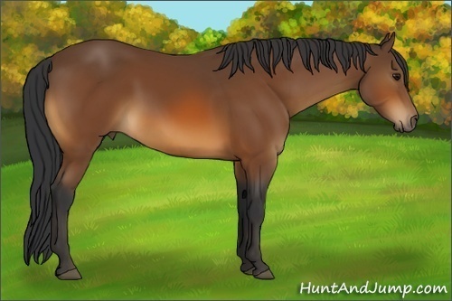 Horse Color:Bay 