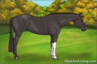 Horse Color:Smoky Black 