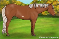 Horse Color:Silver Bay Frame 