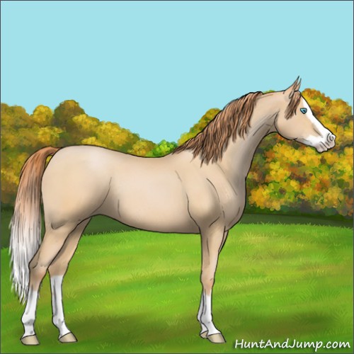 Horse Color:Buckskin Pearl Splash Rabicano