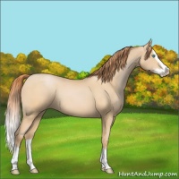 Horse Color:Buckskin Pearl Splash Rabicano 