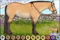 Horse Color:Buckskin Dun Frame Rabicano