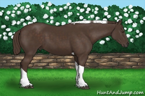 Horse Color:Liver Chestnut Tobiano 
