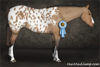 Horse Color:Gray Bay Dun Appaloosa 