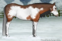 Horse Color:Brown Splash Frame Rabicano