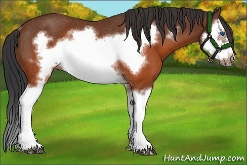 Horse Color:Brown Splash Frame Rabicano 
