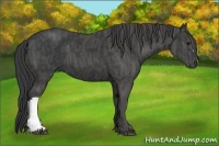 Horse Color:Black Brindle