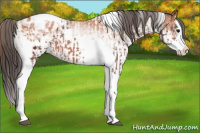 Horse Color:Bay Splash Tobiano Appaloosa  and White Spotted Bay Splash Tobiano Appaloosa 