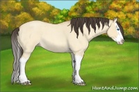 Horse Color:Amber Champagne Roan Dun Splash 
