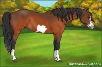 Horse Color:Brown Splash Frame Rabicano