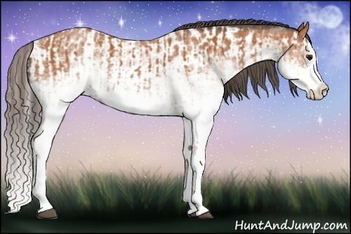 Horse Color:White Spotted Bay Splash and White Spotted Bay Splash Appaloosa