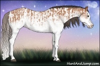 Horse Color:White Spotted Bay Splash  and White Spotted Bay Splash Appaloosa 