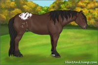 Horse Color:Gray Bay Appaloosa 