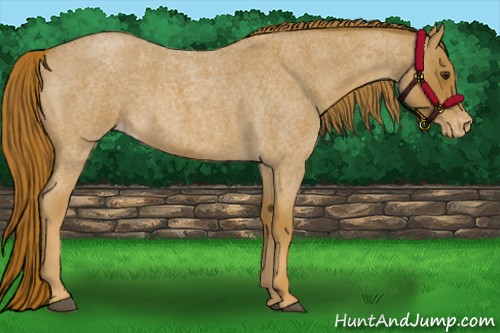 Horse Color:Red Roan Appaloosa 