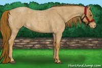 Horse Color:Red Roan Appaloosa 