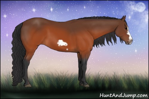 Horse Color:Brown Splash Frame Rabicano
