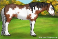 Horse Color:Brown Splash Frame Rabicano