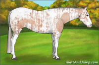 Horse Color:Bay Splash Tobiano Varnish  and Bay Splash Tobiano Varnish 