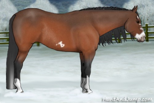 Horse Color:Brown Roan Splash Frame Rabicano