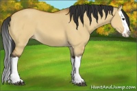 Horse Color:Bay Dun Splash 