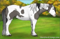 Horse Color:Grullo Splash Tobiano