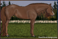 Horse Color:Gray Chestnut 