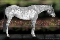 Horse Color:Blue Ice Roan and Blue Ice Roan Frame