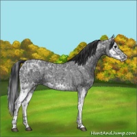 Horse Color:Blue Ice Roan  and Blue Ice Roan Splash 