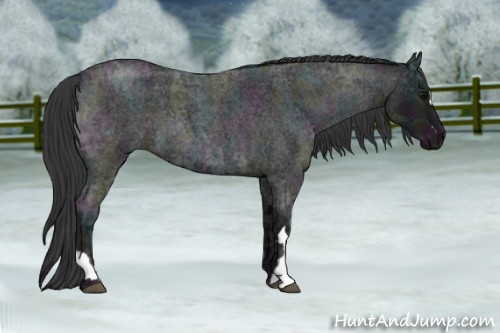 Horse Color:Midnight Blue Ice Roan  and Midnight Blue Ice Roan 