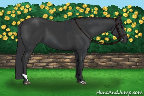 Horse Color:Black and Black