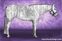 Horse Color:Blue Ice Roan  and Blue Ice Roan Appaloosa 