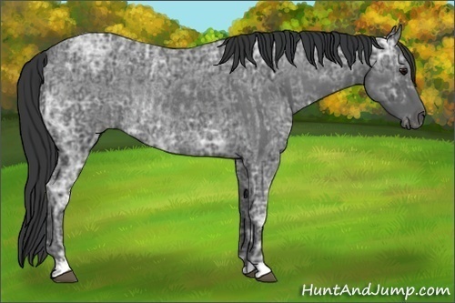 Horse Color:Blue Ice Roan  and Blue Ice Roan Rabicano 