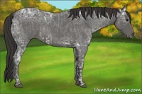 Horse Color:Blue Ice Roan and Smoky Blue Ice Roan