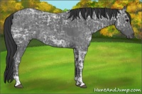 Horse Color:Blue Ice Roan  and Blue Ice Roan 