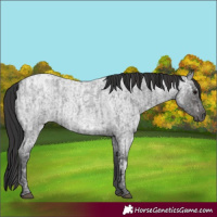 Horse Color:Blue Ice Roan and Smoky Blue Ice Roan