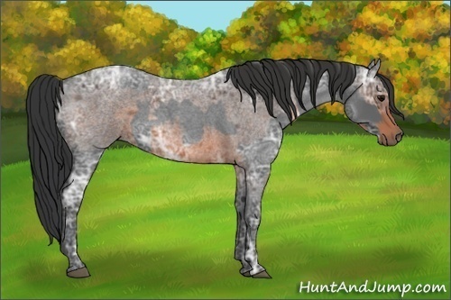 Horse Color:Blue Ice Roan and Brown Ice Roan