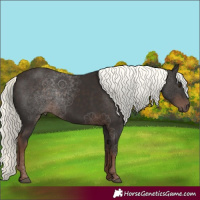 Horse Color:Liver Chestnut Mushroom 
