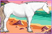 Horse Color:Gold Champagne Appaloosa 