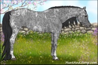 Horse Color:Blue Ice Roan and Blue Ice Roan