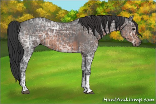 Horse Color:Blue Ice Roan and Brown Ice Roan