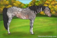 Horse Color:Blue Ice Roan and Brown Ice Roan