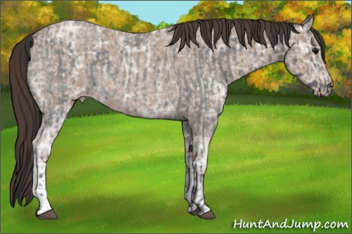 Horse Color:Blue Ice Roan and Classic Champagne Ice Roan