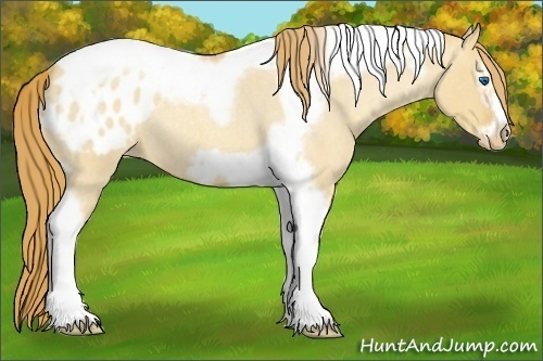 Horse Color:Gold Champagne Roan Dun Splash Tobiano Frame Appaloosa Rabicano