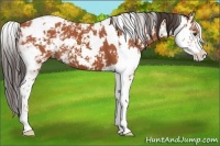 Horse Color:Bay Sabino  and Bay Sabino 